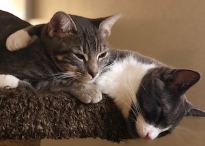 Asgard and Henry, sibling kittens