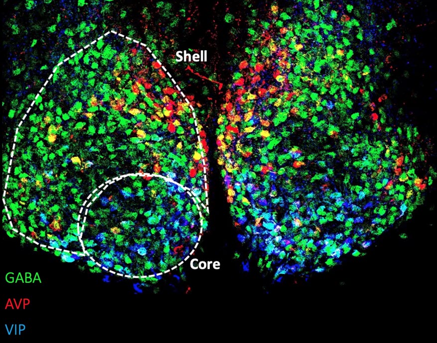 confocal image